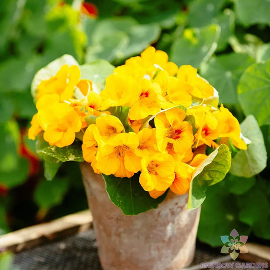Alaska Gold Nasturtium Seeds - 50+ Premium Seeds for Garden Planting - Tropaeolum majus