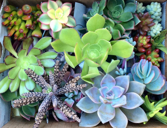 Assorted Succulent Cuttings - 35 Varieties & Sizes - Ideal for Planting, Decor - Free Shipping