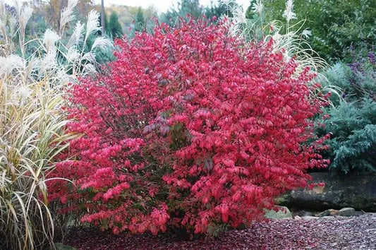 Burning Bush Euonymus alatus 16+ Inches Live Bare Root Plant Shrub Zone 4-8