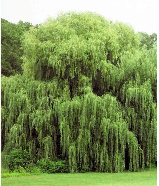 Golden Weeping Willow Trees - 2 Live Plants - Ready to Plant - Beautiful Arching Foliage - Salix babylonica
