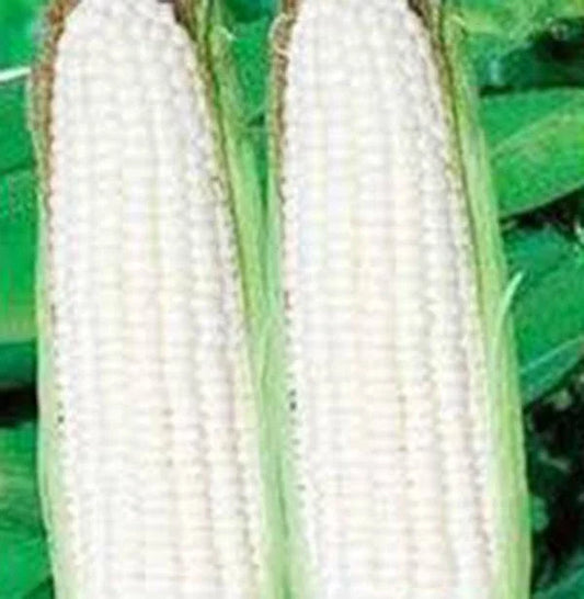 White Corn Seeds, Stowell's Evergreen Heirloom, 20+ Seeds, Delicious Sweet Corn (Zea mays)