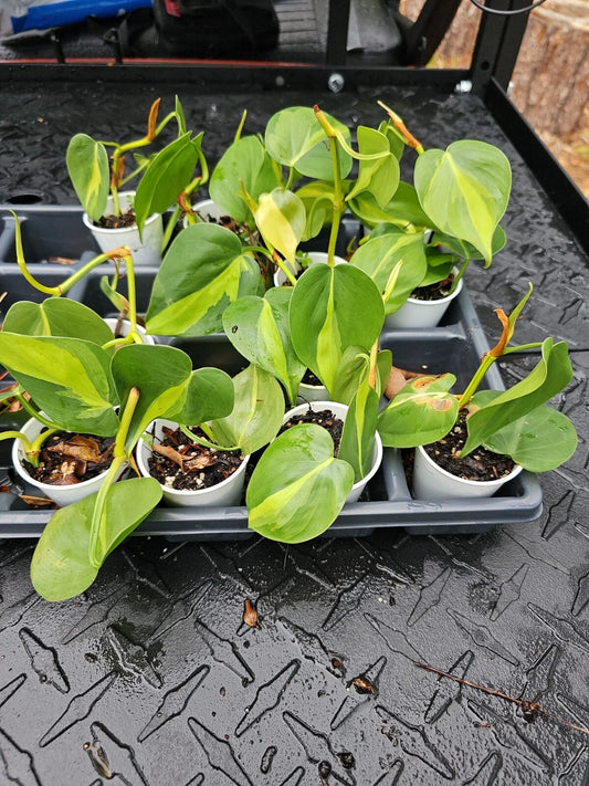 Brazilian Pothos Plant 4" Pot Variegated Hederaceum Brasil Cordatum Live Plant