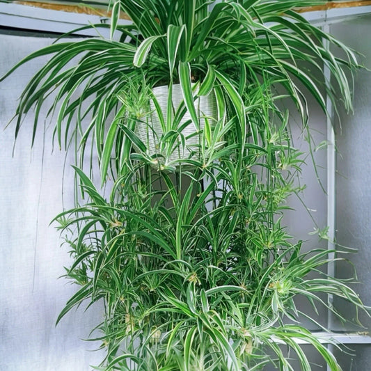 Reverse Variegated Spider Plant Cuttings 2PCS - Air-Purifying Fast-Growing Indoor Plants (Chlorophytum comosum)