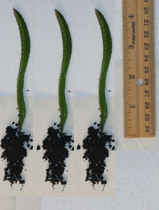Rooted Yellow Dragon Fruit Seedlings - Cactus - 4 Inch - Hylocereus undatus