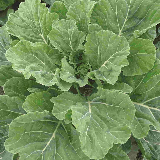 Collard Seeds, NON-GMO, Creole Variety, Georgia Southern, Heirloom, Vegetable Seeds, Organic Gardening