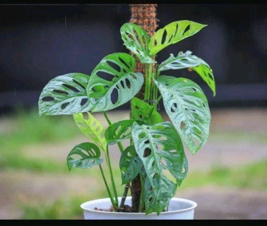 Monstera Cuttings - 3 Adanson's Monstera Swiss Cheese Plant Cuttings - Monstera adansonii
