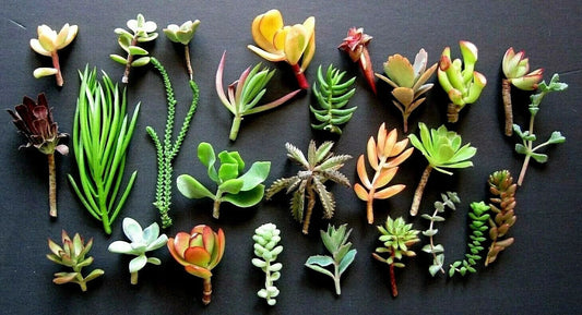 Mini Succulent Cuttings - 20 Assorted Colors - Unique Variety - 1" to 3" - Perfect for DIY Projects and Decor