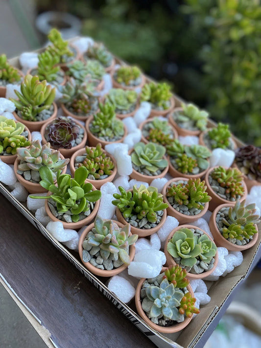 60 Ct Assorted Succulent Cuttings in 2 In Terracotta Pots - Perfect for Party Favors, Gifts, or Home Decor (Various Species)