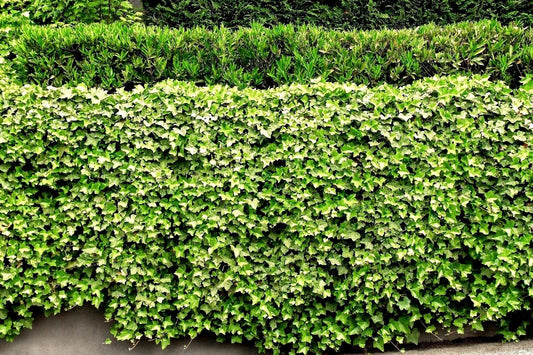 English Ivy Roots - 5 Live Plants - Green Ground Cover - Hedera helix - Ideal for Pots & Patios