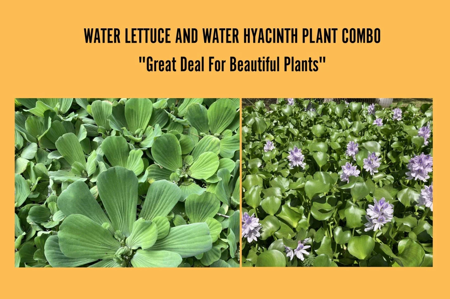 Water Hyacinth & Water Lettuce Floating Pond Plants - Medium - Healthy Aquatic Plants for Tanks and Ponds - Eichhornia crassipes & Pistia stratiotes