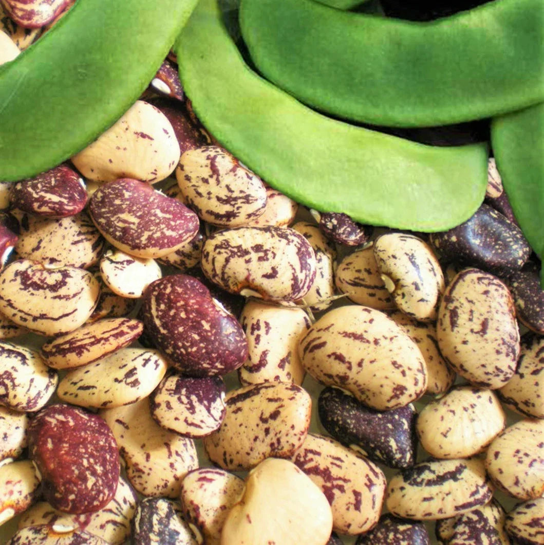 Jackson Wonder Lima Bean Seeds - Speckled Baby Butter Beans - Phaseolus lunatus - Ideal for 2025 Planting