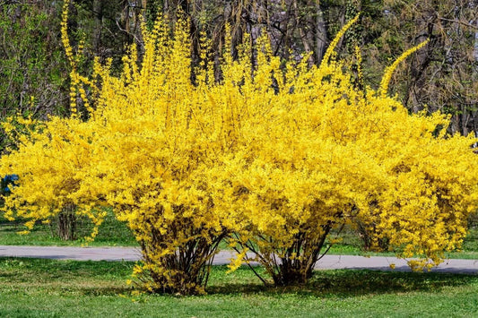 Weeping Forsythia Bush Seeds - 50 Seeds - Forsythia suspensa - Fast-Growing Ornamental Shrub for Gardens