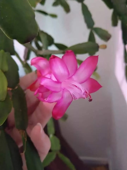 Pink True Christmas Cactus Cuttings - 3 RARE Heritage - Schlumbergera Buckleyi - Unique Indoor Plant for Holiday Decor