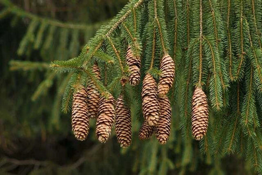 Norway Spruce Tree Seeds - 50 Seeds - Evergreen Picea Abies - Hardy Tree for Landscaping and Reforestation