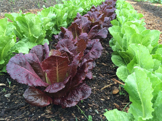 Red Romaine Lettuce Seeds - 1000+ Heirloom Organic Non-GMO - Perfect for Home Gardening - Lactuca sativa