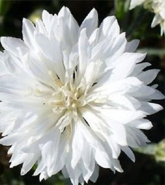 White Bachelor's Button Cornflower Seeds - 100+ Seeds for Boutonnieres - Centaurea cyanus