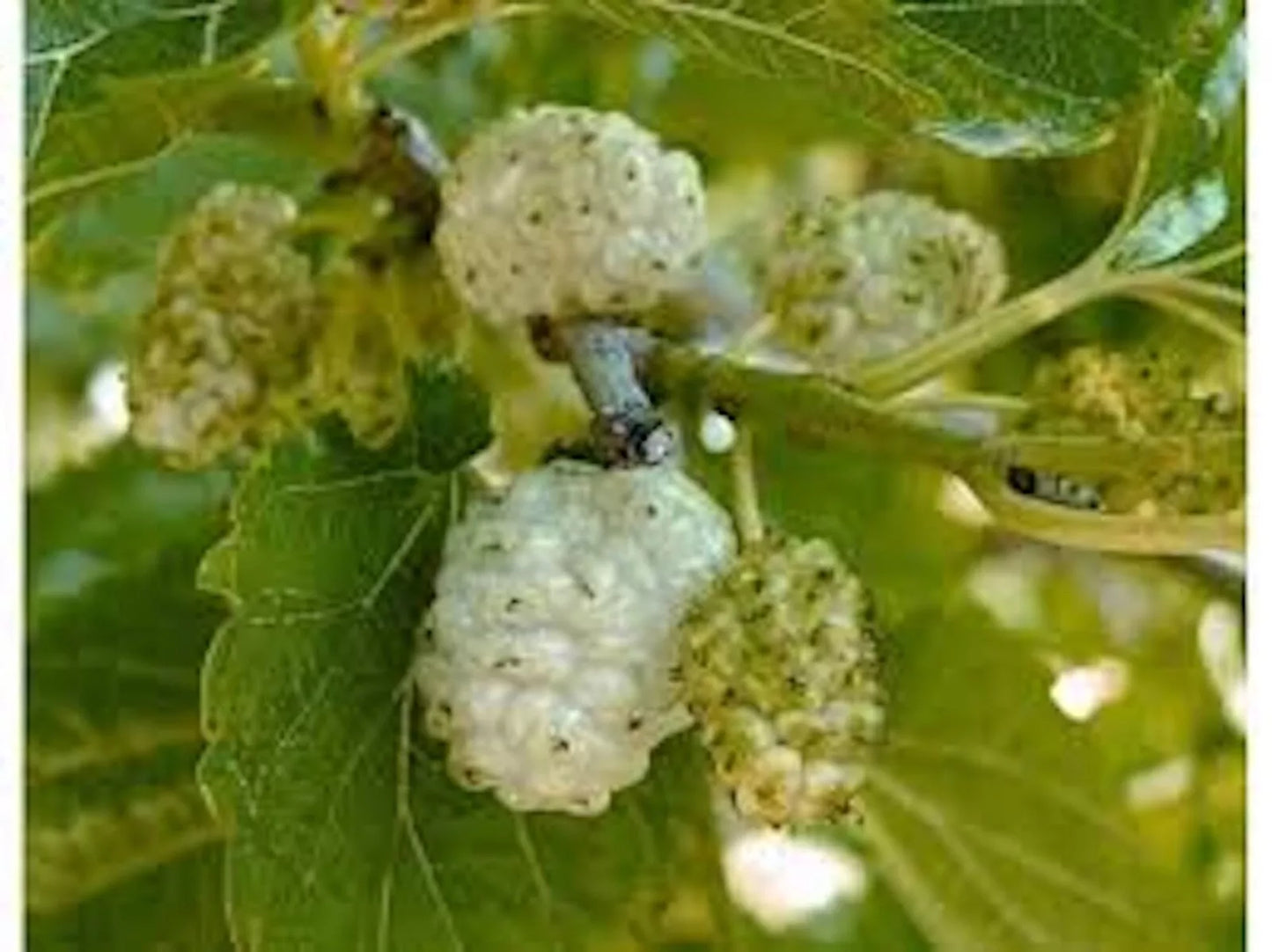White Mulberry Tree 1-2ft Bare Root Morus alba Fast Growing, Hardy Zones 3-9, Full Sun to Part Shade