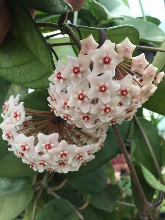 Rare Hoya Fungii Rooted Plant 2.5" Pot Beautiful Indoor Houseplant