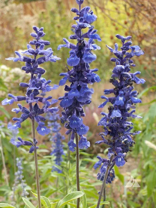 Sage Blue Salvia Perennial Plants - 300+ Non-GMO Hummingbird & Butterfly Attracting Seeds (Salvia nemorosa)