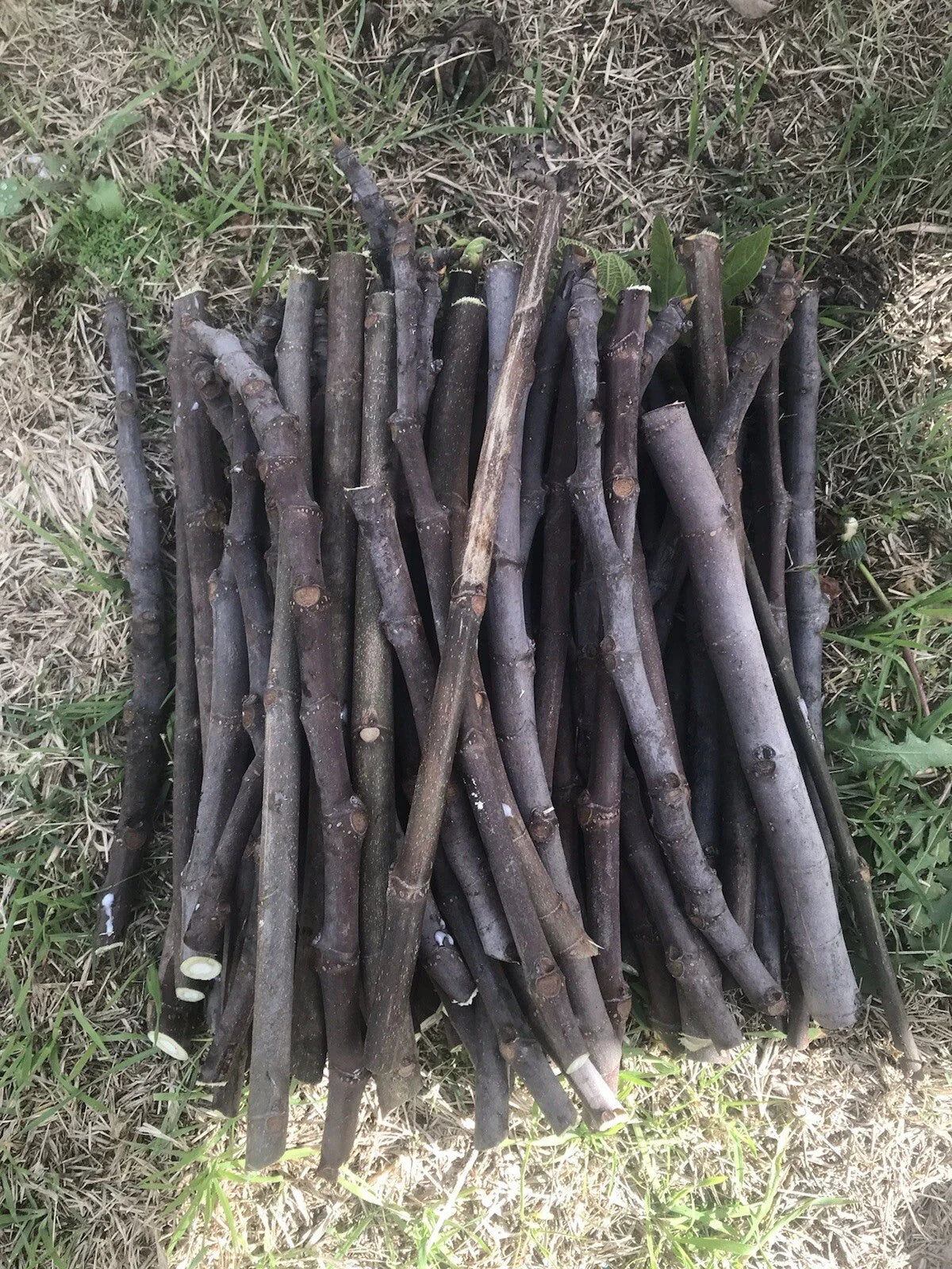 Fig Tree Cuttings - 6 Unrooted Stems - Organic Delicious Sweet Fruit - Ficus carica