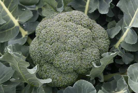 Godzilla Broccoli Seeds - Fresh Non-GMO Vegetable Seeds - Brassica oleracea