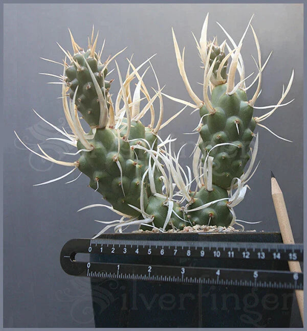 Live Paper Spine Cactus Plant - Tephrocactus articulatus papyracanthus - Unique Succulent for Home Decor