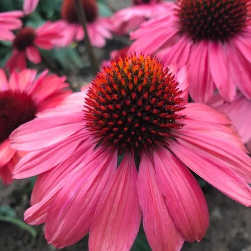 Coral Craze Coneflower Seeds - 50 Perennial Echinacea Flower Seeds - Vibrant Colorful Blooms for Garden Planting