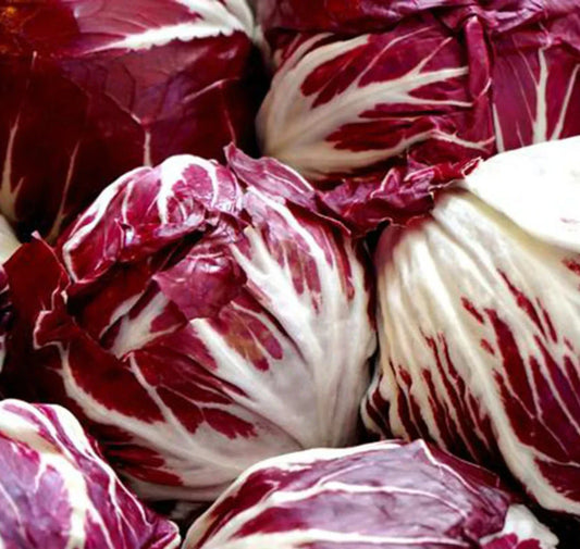 Radicchio Seeds 1000+ Palla Rosa Cool Season Vegetable Seeds - Cichorium intybus