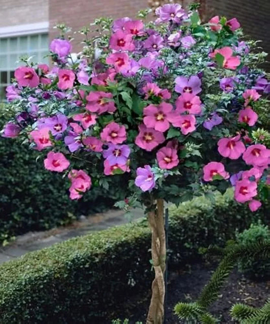 Rose of Sharon Bush Seedlings (3 Pack) - Hibiscus syriacus - Hardy Perennial Flowering Shrubs for Planting