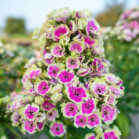 50 Yellow Phlox Seeds | Perennial Flower Seeds | Butterfly Attracting | Phlox paniculata