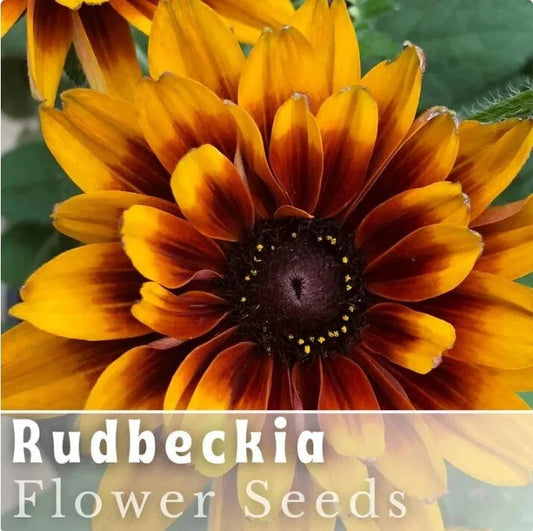 Rudbeckia Seeds - Rustic Tangerine - 125+ Annual Flower Seeds for Garden - Black-Eyed Susan (Rudbeckia hirta)