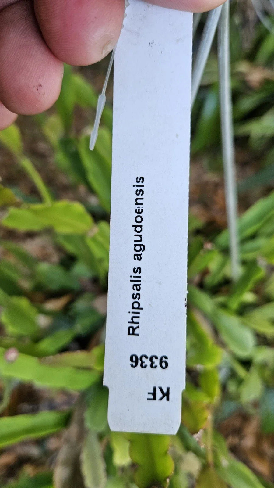 Rhipsalis Agudoensis Cuttings - 5 Orchid Cactus Cuttings - 4 Inches Each - Full Sun Indoor Plant