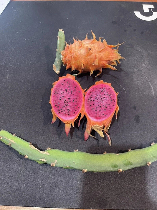 Orange Dragon Fruit Cuttings 16-24" - Hylocereus undatus - Tropical Cactus Plant for Home Garden
