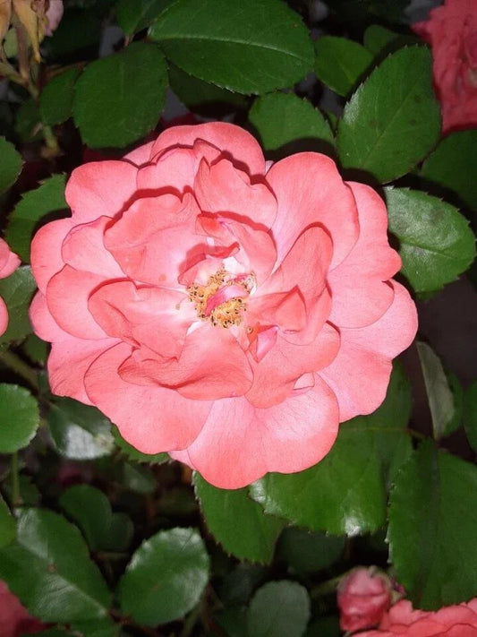 Coral Floribunda Rose Cuttings (4) - Rosa Floribunda