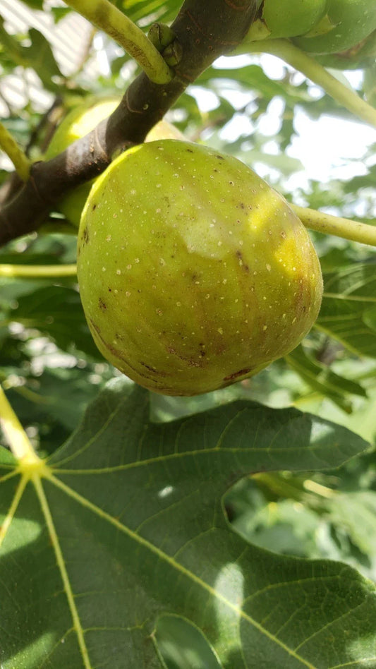 Live Fig Tree Cuttings 5pcs - Healthy Sweet Varieties - Hardy Fresh Cuttings (Ficus carica)