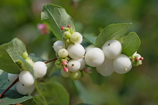 Snowberry Bush Seedlings - Symphoricarpos Albus - Hardy Shrubs for Planting - No Ship to CA