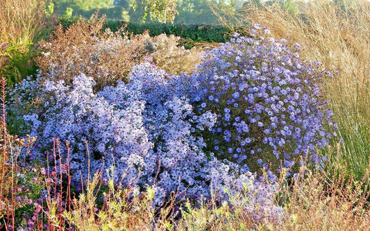 Prairie Aster Seeds - 100+ Perennial Native Wildflower for Summer & Fall Garden - Callistephus chinensis