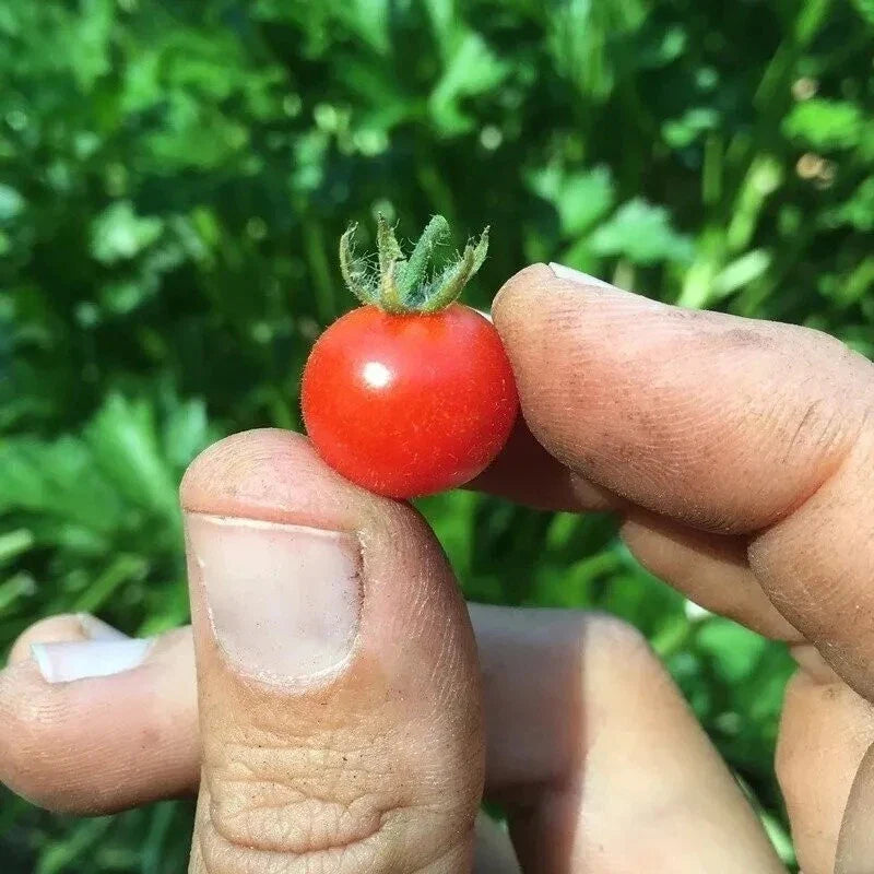 Red Currant Tomato Seeds - 30+ Heirloom Organic Non-GMO - Fresh and Flavorful - Perfect for Home Gardening