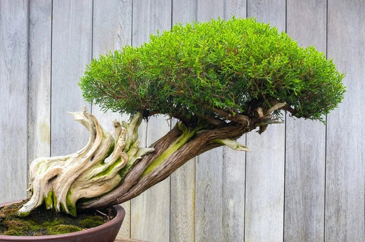 Thuja Evergreen Bonsai Tree Seeds - Western Red Cedar - 30 Seeds - Thuja plicata