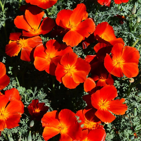 California Poppy Seeds - Red Chief Scarlet - Papaver californicum - Perfect for 2025 Planting
