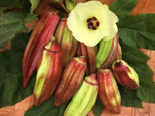Texas Hill Country Red Okra Seeds - Heirloom Non-GMO Vegetable Seeds - Abelmoschus esculentus
