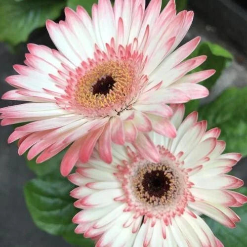 Gerbera Daisy Seeds - 200+ White & Pink Variety - Ideal for Garden Planting - USA