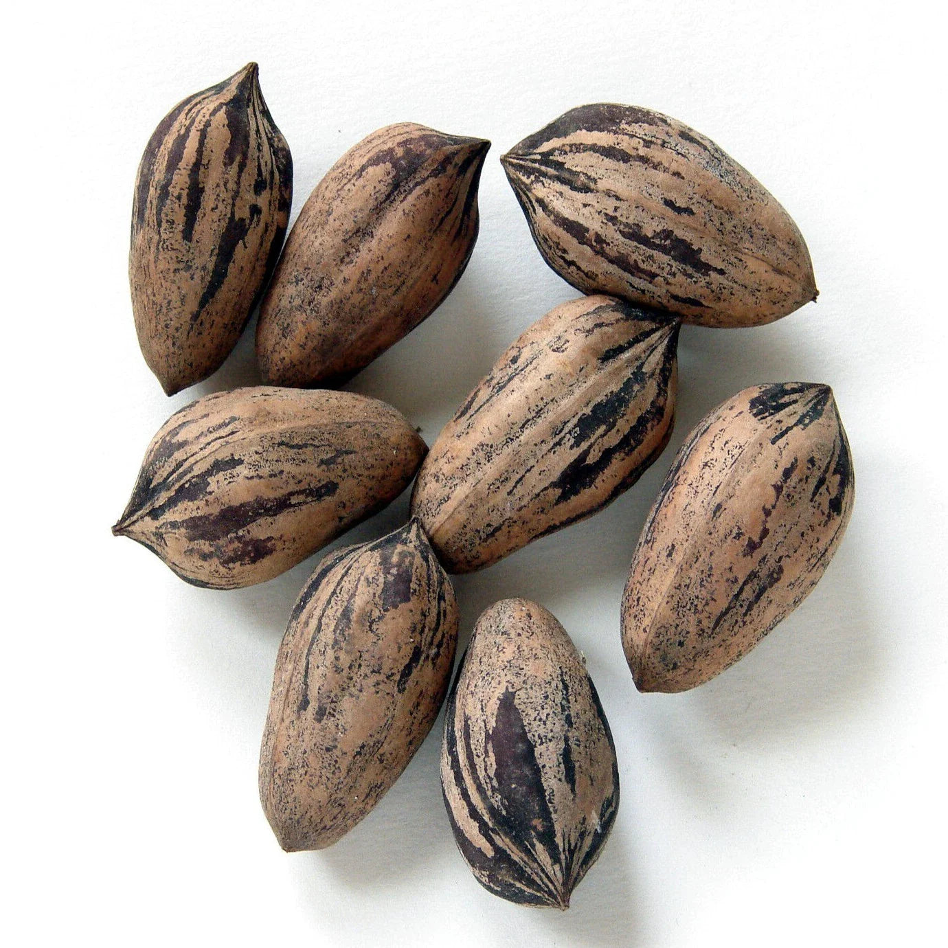 Northern Sweet Pecan Tree Seeds, Hardy Zone 5, Edible Nuts, Carya illinoinensis