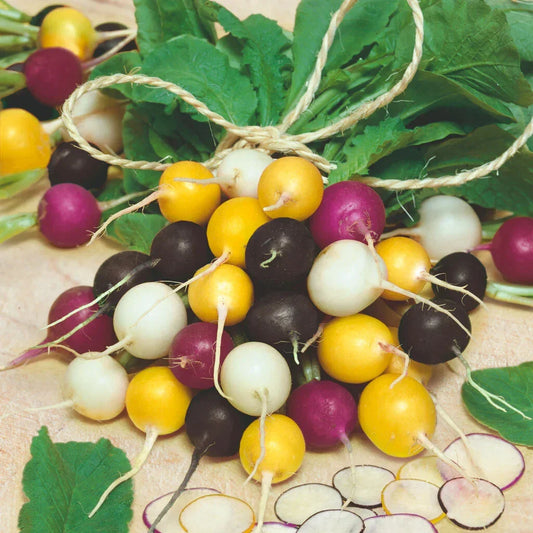 Halloween Mix Radish Seeds - 500+ Count for Garden Planting - USA Grown - Fast Germination, Organic Variety