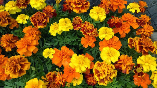 French Marigold Seeds Sparky Mix - Colorful Garden Pest Deterrent - Tagetes patula - Free Shipping
