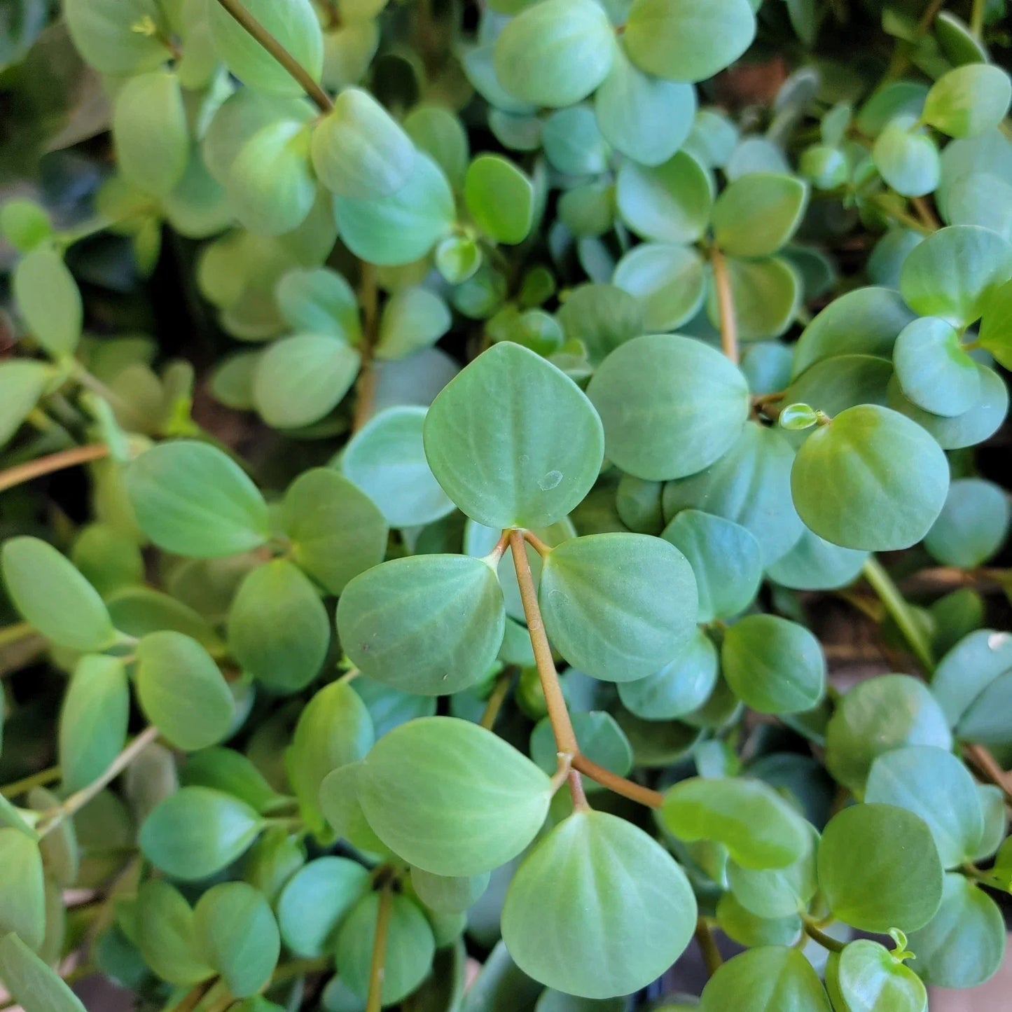 Peperomia Hope Live Plant | 3-Inch Pot | Small Indoor Houseplant | Easy Care | Peperomia obtusifolia