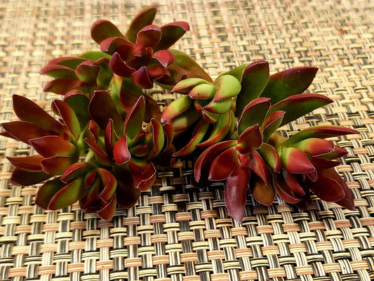 Crassula Platythylla Burgundy Cuttings - X-Large 3" Diameter Unrooted - Succulent Plant for Propagation