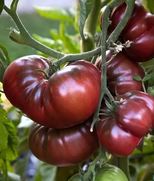 Black Brandywine Tomato Seeds - 10+ Heirloom Organic NON-GMO - Fresh Gardening Seeds - Solanum lycopersicum