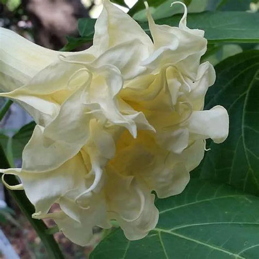 Triple Cream Angel Trumpet Seeds - Brugmansia Datura - 10 Pack - Exotic Flower Seeds for Garden Planting