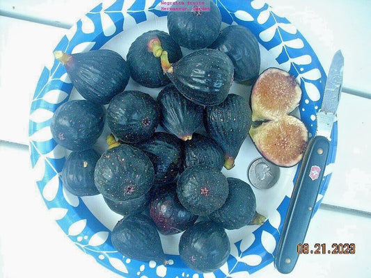 Fig Tree Cuttings, 7 Pieces, Negretta Variety, Hardy Rock Fig, Productive Plant, Ficus carica
